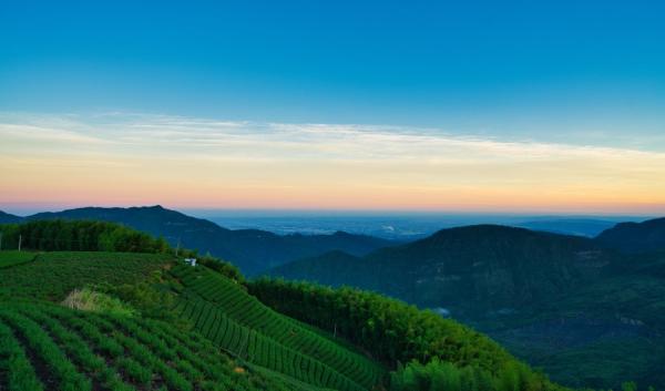 嘉义梅山乡的茶农种植园。