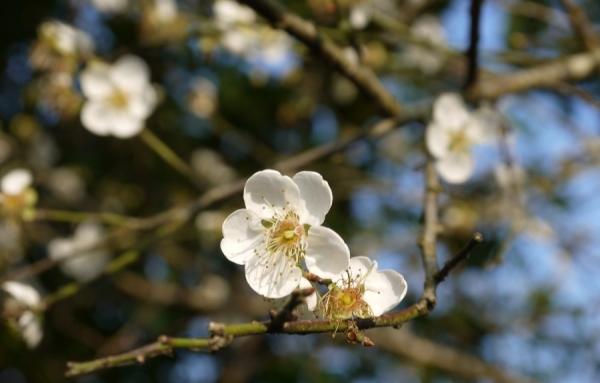 嘉义梅山乡梅山公园。