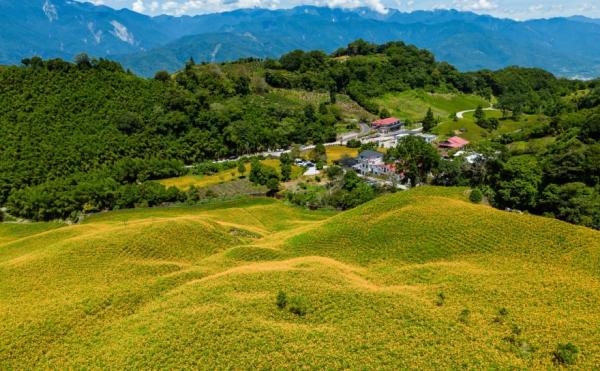 台湾花莲市玉里乡赤科山黄花菜花田。