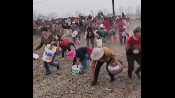 河南周口一农村上百村民拥进主人正在收割的药材地哄抢。(图片来源:视频截图)