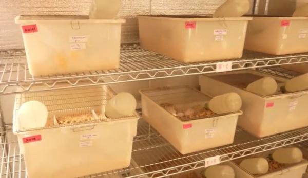 在加利福尼亚弗雷斯诺市里德利(Reedley)的生物实验室中的瓶子和其他容器中的物品。(图片来源:翻拍)