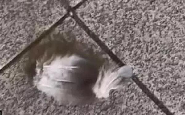   2022年12月20日，浙江台州突然下起羽毛雨。  （图片来源：视频截图）