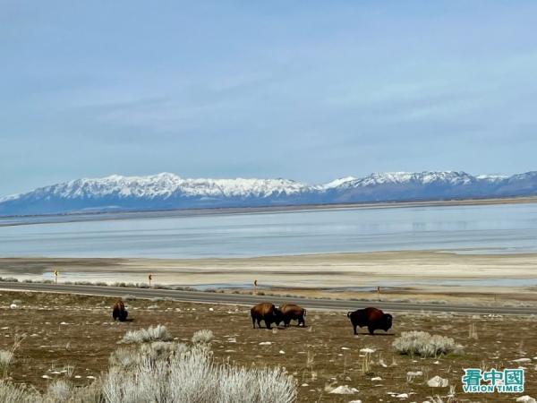 羚羊岛上北美野牛在较力