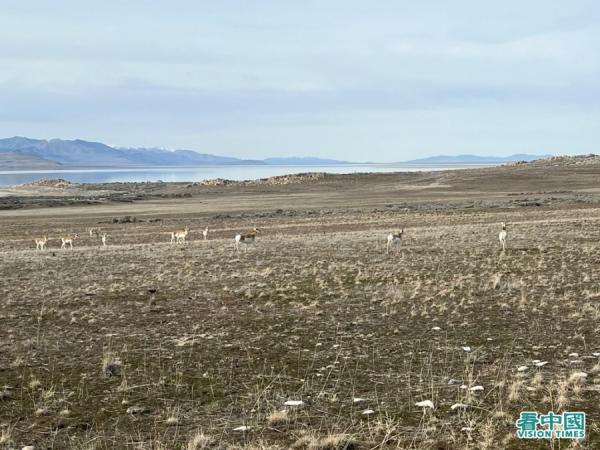 成群结队的野鹿