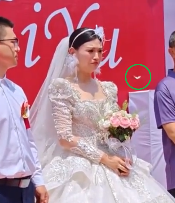 如图上绿圈所示,蝴蝶在新娘胸前飞来飞去。