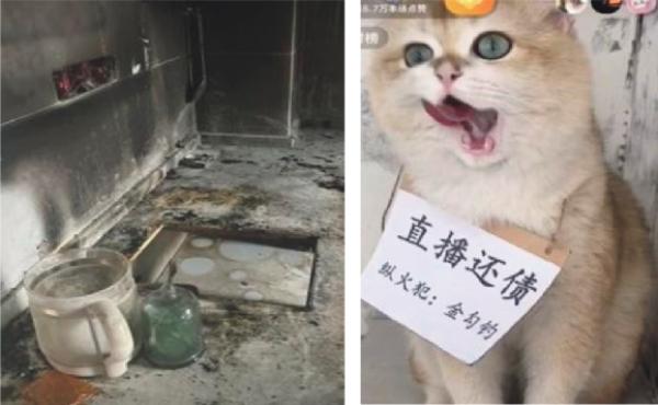 左图:家中因小猫闯祸被烧。右图:小猫被迫直播还债。