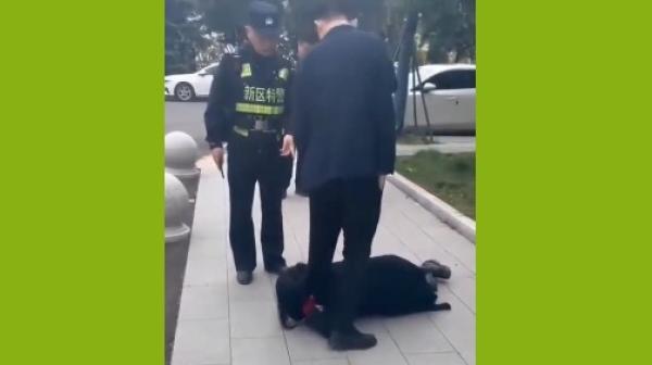 南京女子在国企中化十四建门前跪哭讨薪。(图片来源:视频截图)