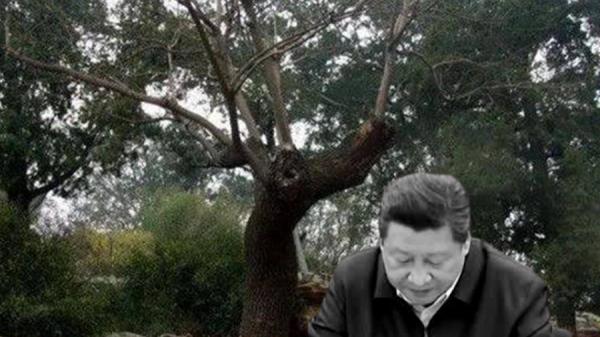 刀兵之灾凶兆频出,习近平即将大祸临头了?习近平和歪脖子树。(看中国合成)