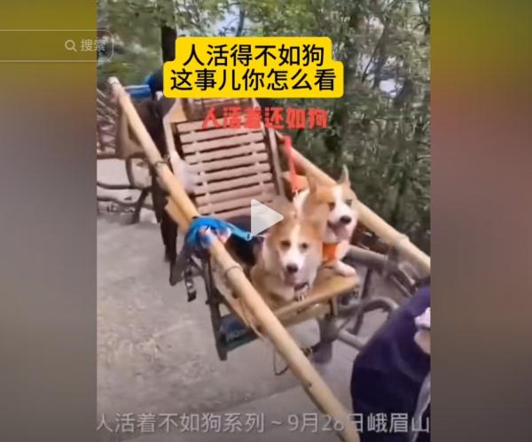 “人活得不如狗”。(图片来源:抖音截图)