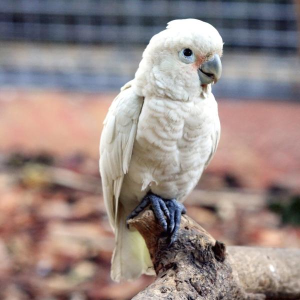 鸟舍里圈养的戈芬氏凤头鹦鹉(Sam Mugraby/Wikipedia/CC BY 2.0)