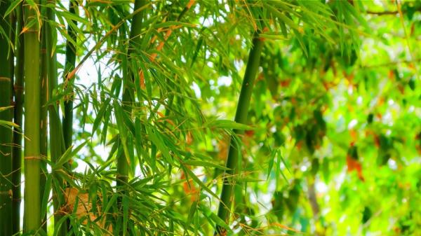 竹子开花被视为不祥之兆,预示有大灾将至。(图片来源: 翻拍)