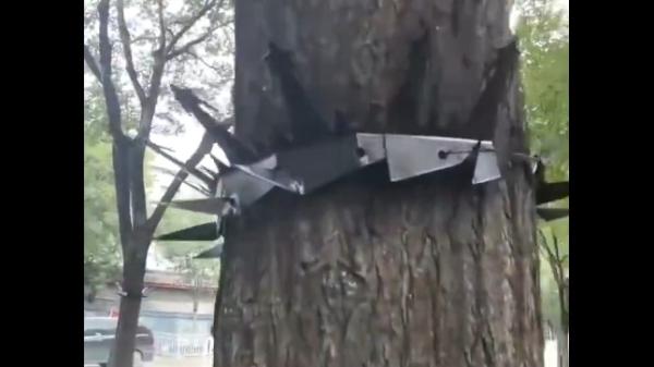 9月3日中共大阅兵,北京当局将大树绑上尖利的钢刺防范。(图片来源:视频截图)