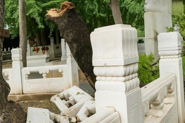 潭柘寺娑罗古树。(图片来源: chenjing/看中国)