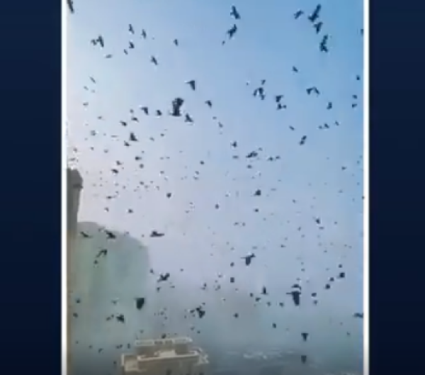 烏鴉遮天蔽日 (图片来源:视频截图)