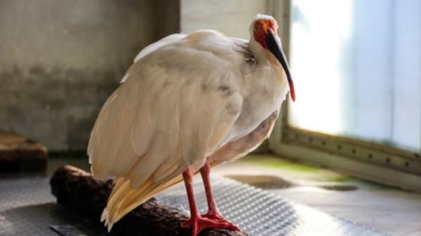 12月1日,北京动物园发布消息称,创造了近40岁长寿奇迹的朱䴉“平平”已安详走完了它传奇的一生。(北京动物园)