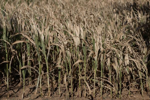 法国西部圣多莱（Saint-Dolays）地区在今夏热浪期间干枯的玉米田。（Fred TANNEAU / AFP via Getty Images）