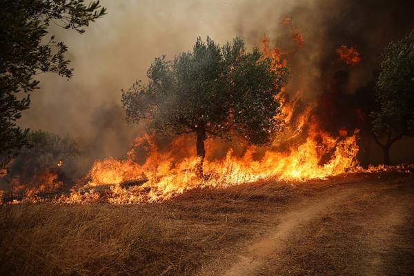 比利时爆发有记录以来最大森林火灾。（Aris Oikonomou/AFP via Getty Images）
