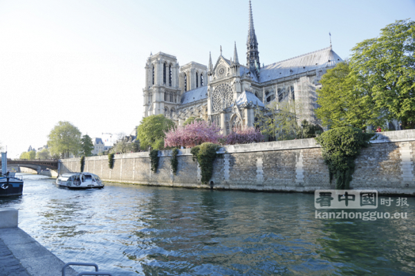 巴黎圣母院旁的樱花盛开