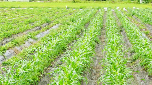 行种植对于作物的种植、灌溉、除草和收割更为有效。（摄影：石萱/看中国）